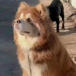 潘宏因虐狗被暗喻“恶人”